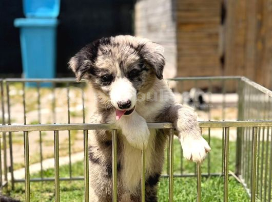 Border Collie Yavrular görsel