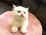 Anne Altından Safkan Ragdoll Yavru Kediler