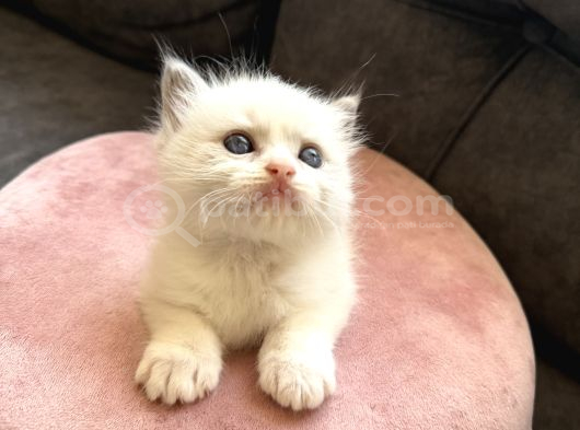 Anne Altından Safkan Ragdoll Yavru Kediler