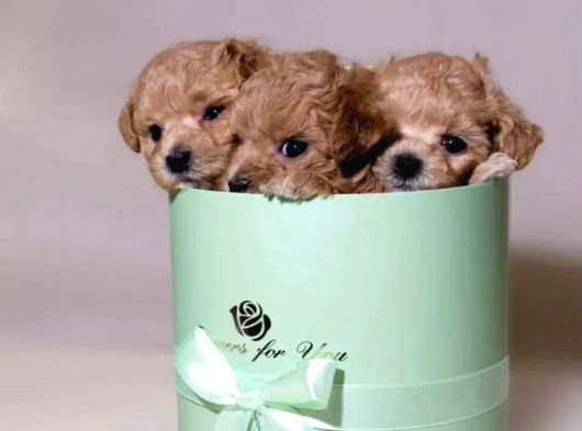 Maltipoo Sevimli Ve Oyuncu Bebekler görsel