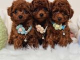 Oyuncu Zeki Tüy Dökmeyen Poodle Yavrular