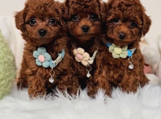 Oyuncu Zeki Tüy Dökmeyen Poodle Yavrular görsel