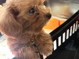 Maltipoo Oyuncu Yavru