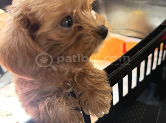 Maltipoo Oyuncu Yavru görsel
