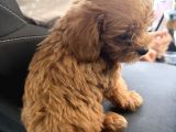 Maltipoo Oyuncu Yavru