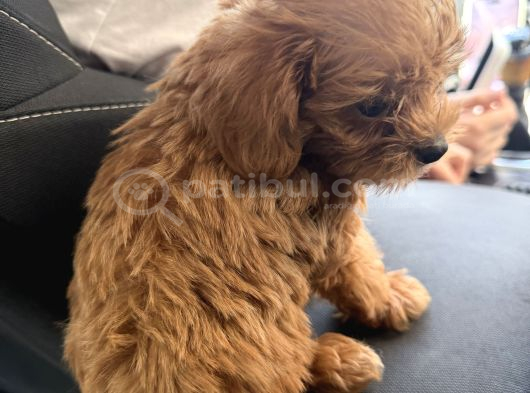 Maltipoo Oyuncu Yavru görsel