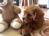 Maltipoo Oyuncu Yavru