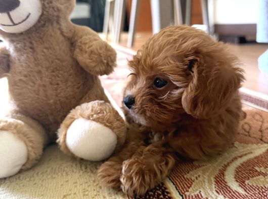 Maltipoo Oyuncu Yavru