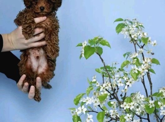 Red Brown Toy Poodle Yavrular görsel