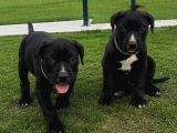 2 Aylık Dişi Cane Corso