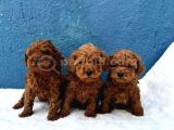 Dünya Tatlisi Erkek Di̇şi̇ Poodle Bebekleri̇m