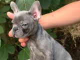 Üretim Çiftliğinden A Kalite Blue French Bulldog Yavrularımı