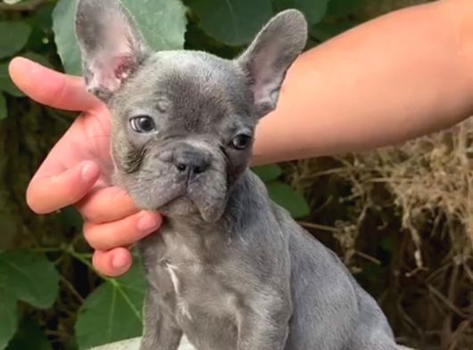 Üretim çiftliğinden A kalite blue french bulldog yavrularımı