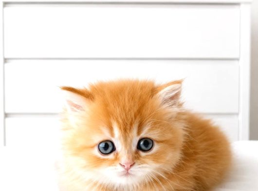 British Longhair Golden Ny12 Mavi Göz Bebekler görsel