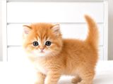 British Longhair Golden Ny12 Mavi Göz Bebekler