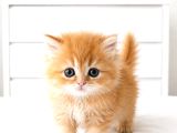 British Longhair Golden Ny12 Mavi Göz Bebekler