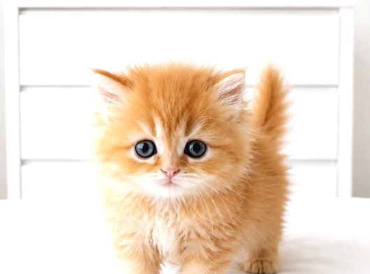 British Longhair Golden Ny12 Mavi Göz Bebekler görsel