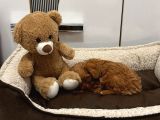 Maltipoo Oyuncu Yavru