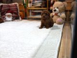 Kore Kan Toy Poodle Yavrumuz