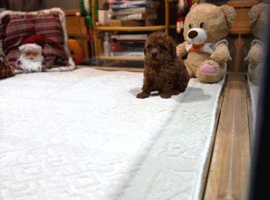 Kore Kan Toy Poodle Yavrumuz görsel