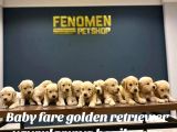 Baby Face Golden Retriewer Yavrulari Safkan Belgeli̇ Ankara