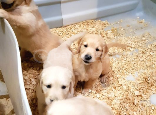 Avrupa Bi̇ri̇nci̇si̇ Babadan A Kali̇te Golden Yavrular görsel