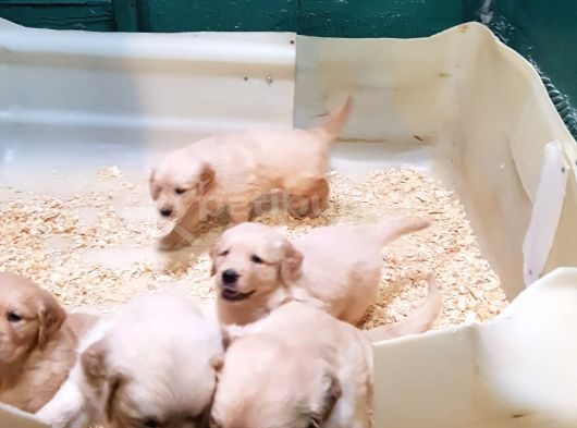 Avrupa Bi̇ri̇nci̇si̇ Babadan A Kali̇te Golden Yavrular görsel