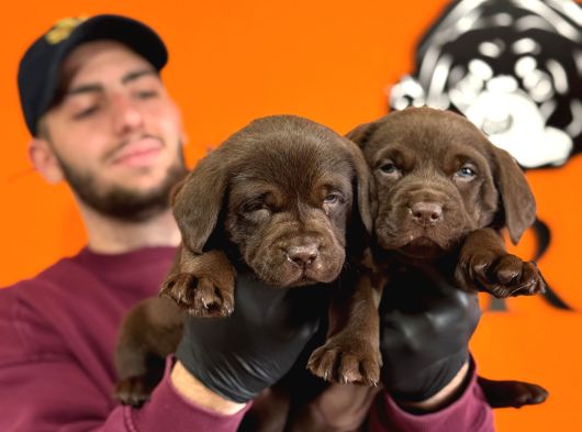 A Kalite Labrador Yavrular görsel