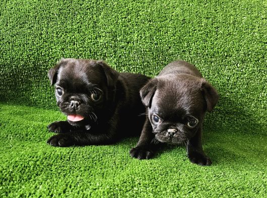 Pug Mops Bebekler görsel