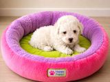 Maltese Terier Bebisler