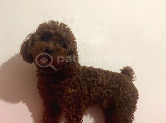 Süper Kali̇te Gerçek Kore Toy Poodle Yavrular görsel