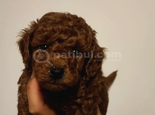 Süper Kali̇te Gerçek Kore Toy Poodle Yavrular