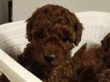Süper Kali̇te Gerçek Kore Toy Poodle Yavrular