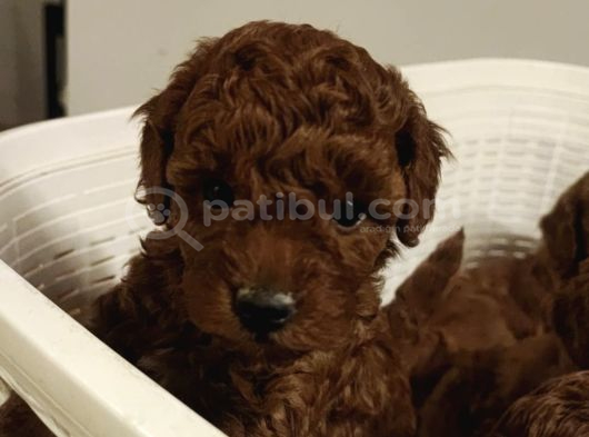 Süper Kali̇te Gerçek Kore Toy Poodle Yavrular görsel