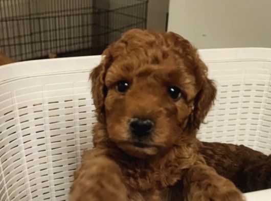 Süper Kali̇te Gerçek Kore Toy Poodle Yavrular görsel
