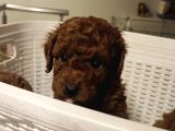 Süper Kali̇te Gerçek Kore Toy Poodle Yavrular
