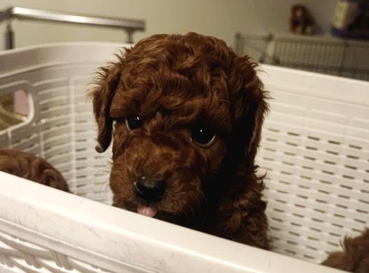 Süper Kali̇te Gerçek Kore Toy Poodle Yavrular görsel