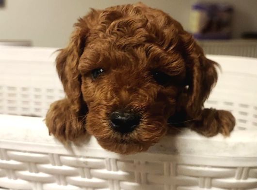 Süper Kali̇te Gerçek Kore Toy Poodle Yavrular görsel