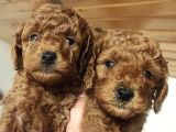 Süper Kali̇te Gerçek Kore Toy Poodle Yavrular