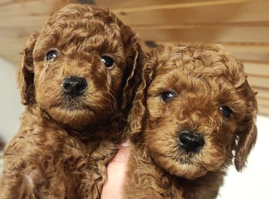 Süper Kali̇te Gerçek Kore Toy Poodle Yavrular görsel