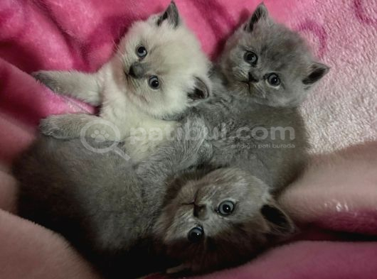 Safkan British Shorthair Ayi Surat Top Kafa Bebis