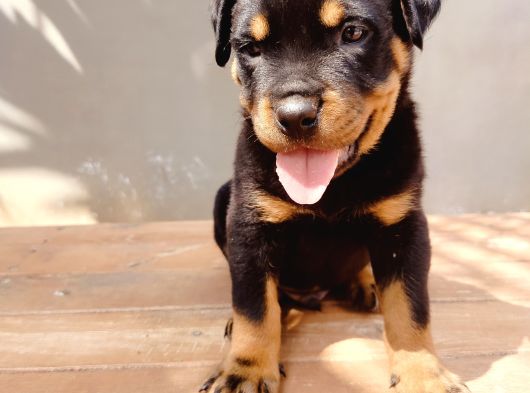 Koca Kafa Rotweiler Yavruları