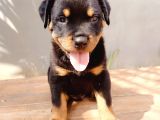 Koca Kafa Rotweiler Yavruları