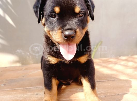 Koca Kafa Rotweiler Yavruları görsel