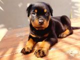 Koca Kafa Rotweiler Yavruları