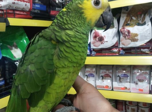 Fullllll Evcil Konuşan Koko görsel