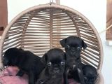 Pug Mobs Bebekler