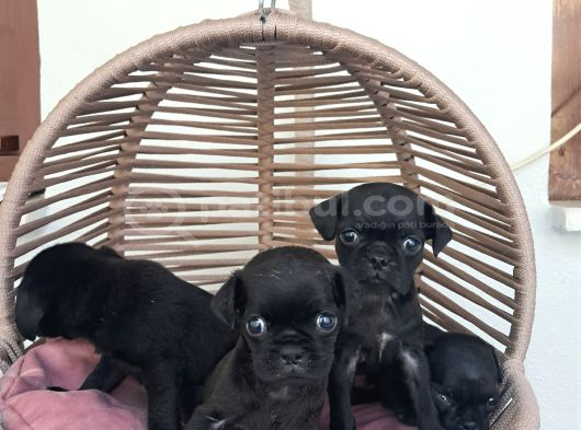 Pug Mobs Bebekler görsel