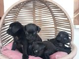 Pug Mobs Bebekler