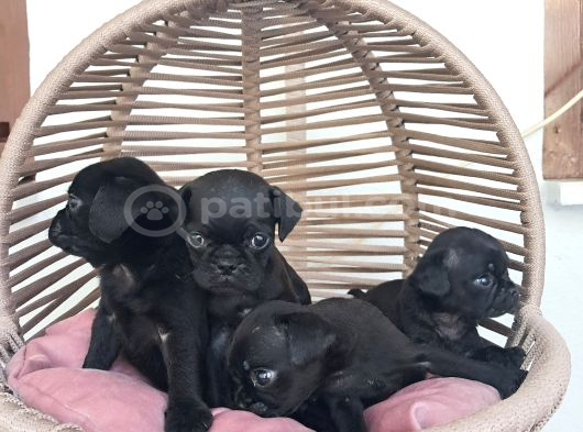 Pug Mobs Bebekler görsel